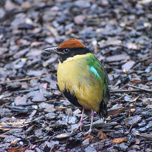 Noisy Pitta