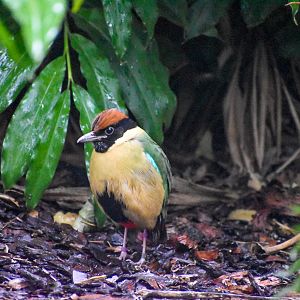 Noisy Pitta
