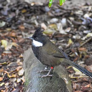 New Species at Australia Zoo: Eastern Whipbird