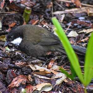 New Species at Australia Zoo: Eastern Whipbird