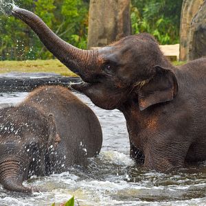 Sumatran Elephants in the pool