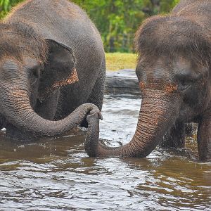 Sumatran Elephants in the pool