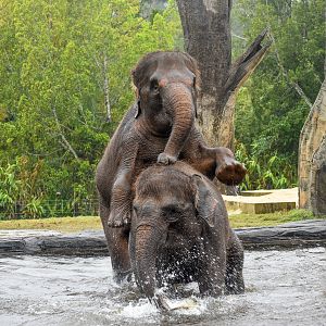 Sumatran Elephants in the pool