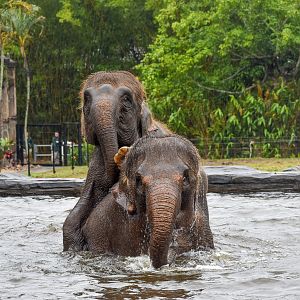 Sumatran Elephants in the pool