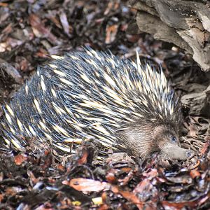 Short-beaked Echidna