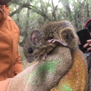 Yellow Pygmy Rice Rat (Oligoryzomys flavescens)