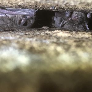 Diminutive Brown Bat (Eptesicus diminutus)