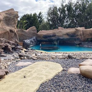 Humboldt Penguin Pool