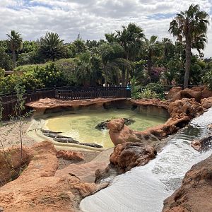 Nile crocodile pool