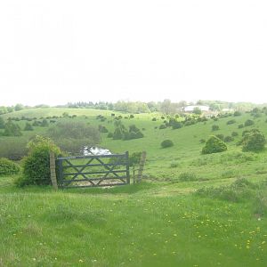 Sagnlandet Lejre - Cattle exhibit