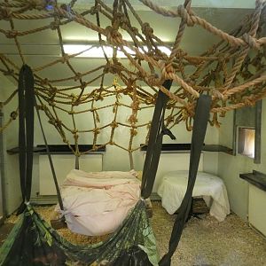 Moloch gibbon indoor enclosure