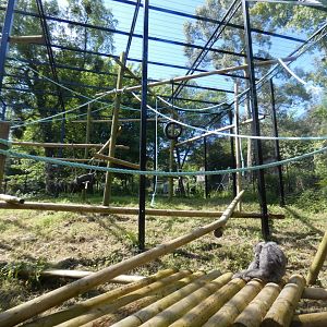 Moloch gibbon outdoor enclosure