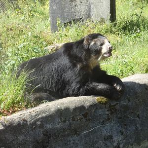 Spectacled bear
