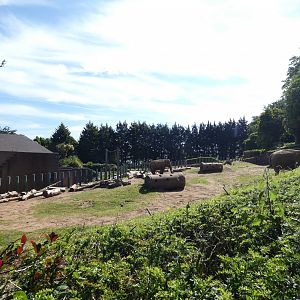 Asian elephant outdoor enclosure