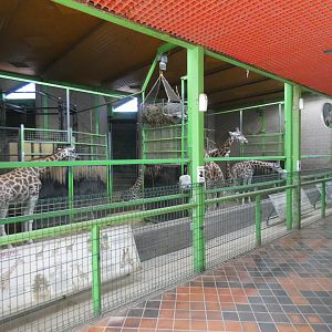 Rothschild's giraffe indoor enclosure