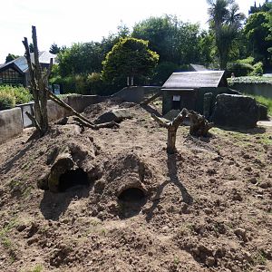Meerkat enclosure