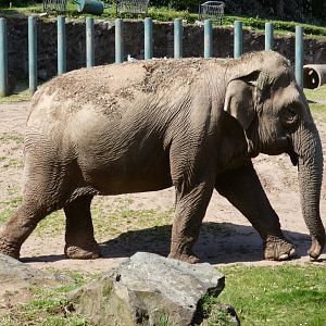 Asian elephant 'Yhetto'