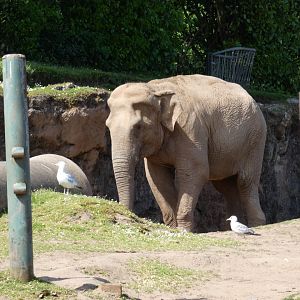 Asian elephant, 'Dhunja'