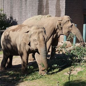The final two Belfast elephants