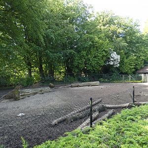 Visayan warty pig outdoor enclosure