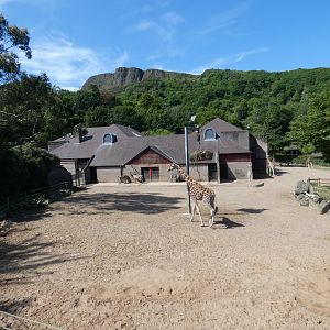 Rothschild's giraffe and zebra enclosure