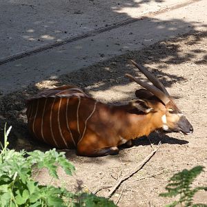 Eastern bongo
