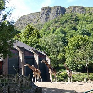 Giraffes and Cave Hill