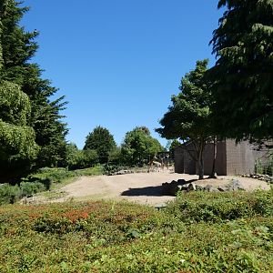 Rothschild's giraffe and zebra enclosure (2)