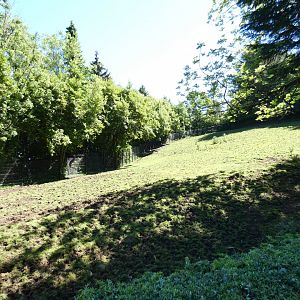 Eastern bongo enclosure (2)