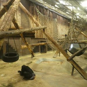 Chimpanzee indoor enclosure