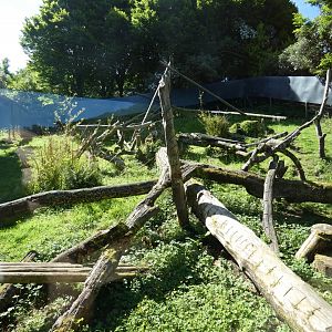 Goodfellow's tree kangaroo enclosure