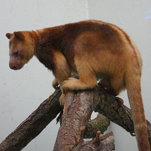 Goodfellow's tree kangaroo