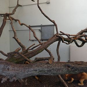 Goodfellow's tree kangaroo indoor enclosure