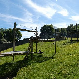 Western lowland gorilla outdoor enclosure