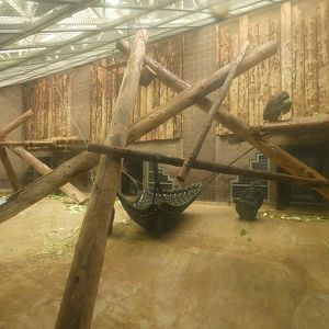 Western lowland gorilla indoor enclosure