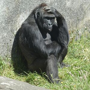 Western lowland gorilla, Namoki
