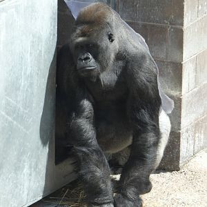 Western lowland gorilla, Gugas