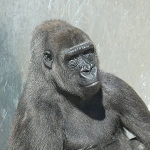 Western lowland gorilla, Kwanza