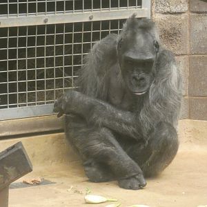 Western lowland gorilla, Delilah