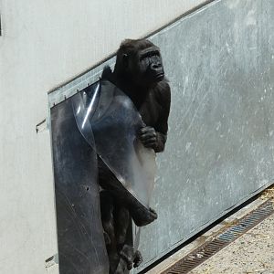 Western lowland gorilla, Baaku
