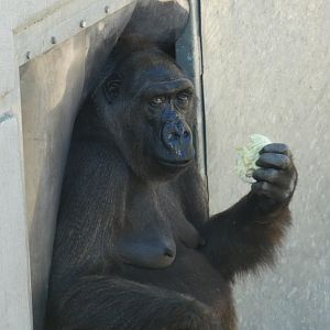 Western lowland gorilla, Kamili