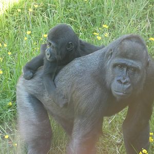 Western lowland gorillas, Kofi and Kibibi