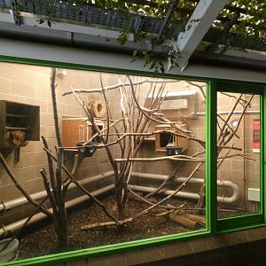 Two-toed sloth enclosure in Gorilla House