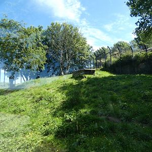 Maned wolf enclosure