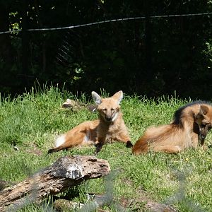 Maned wolf