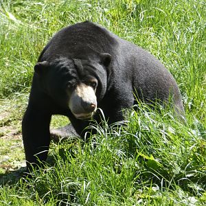 Malayan sun bear, Indera