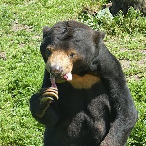 Malayan sun bear, Bora