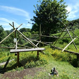 Ring-tailed lemur enclosure