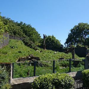 Malayan sun bear enclosure