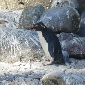 Western rockhopper penguin